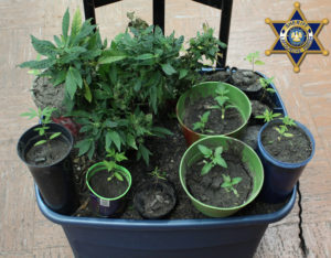 Seized Marijuana Plants 05172017